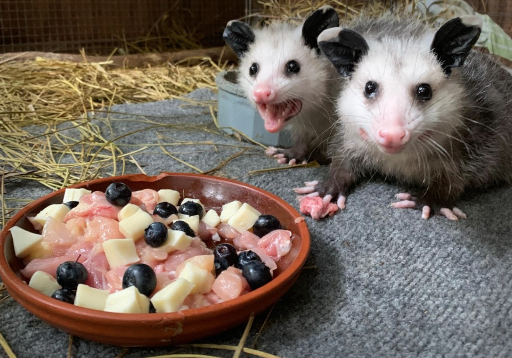 Baby Squirrels with a Food Plate