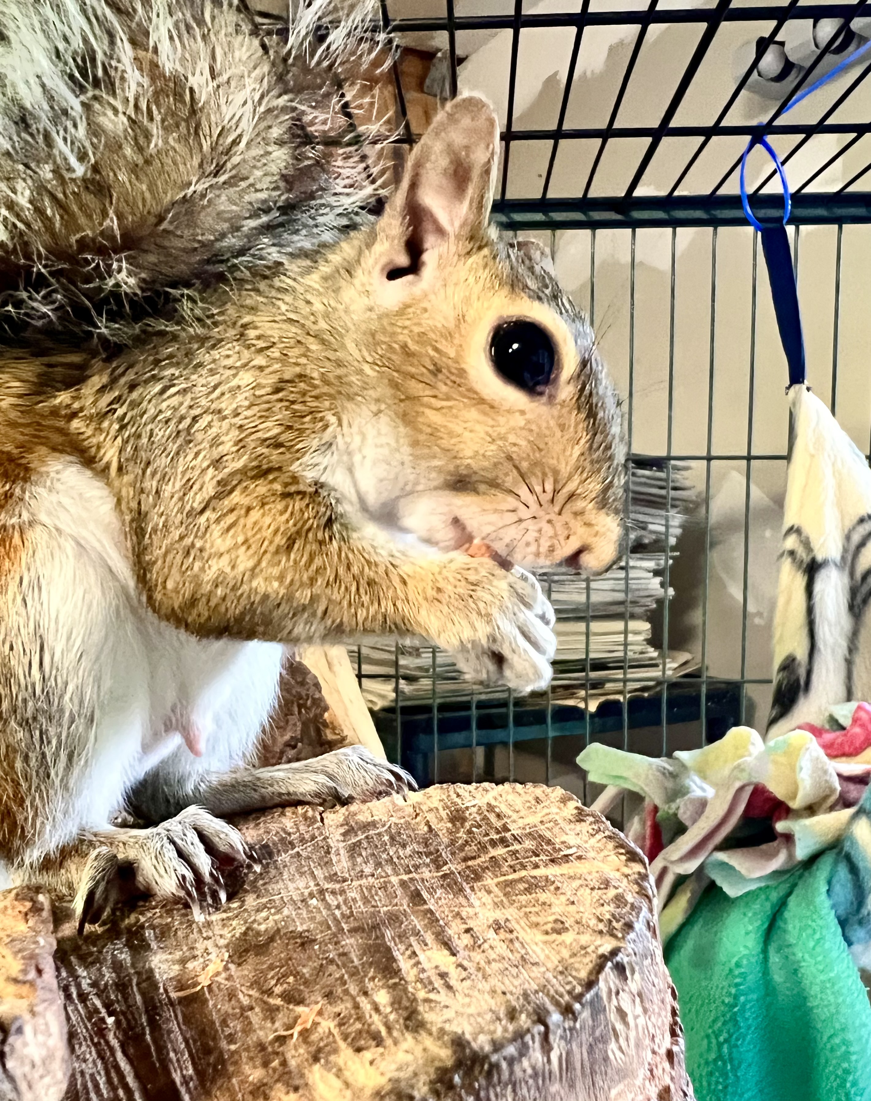 Squirrel Having a Snack
