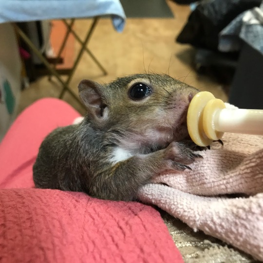 Squirrel Drinking a Milk