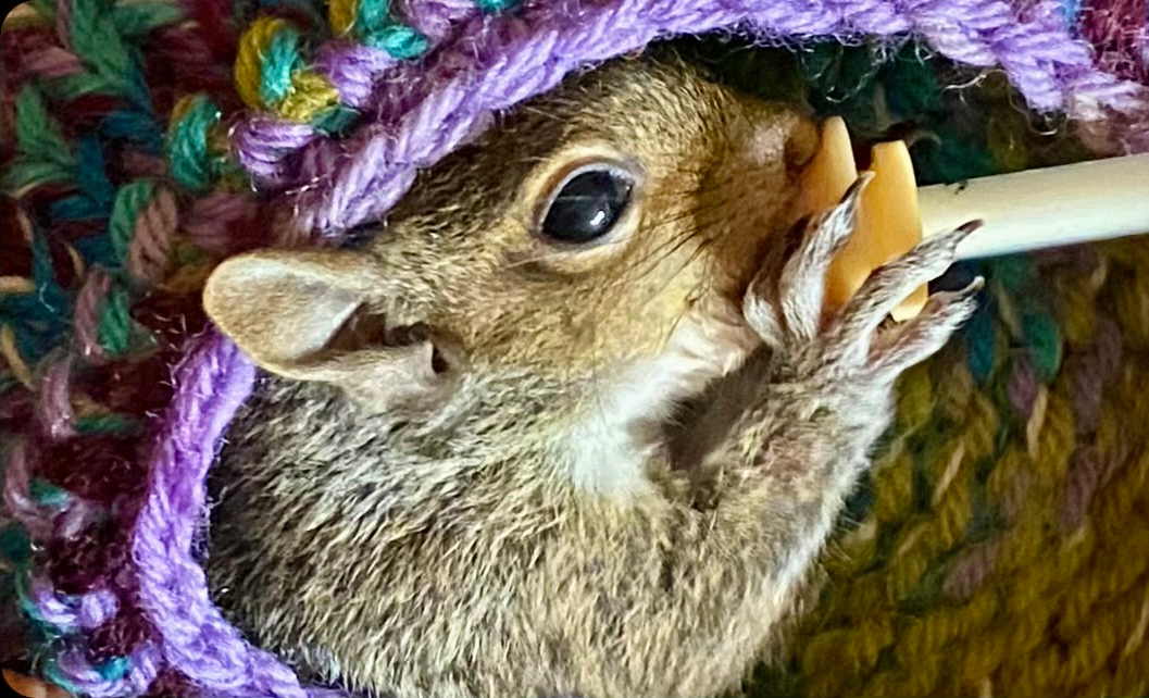 Baby Squirrel Drinking a Milk