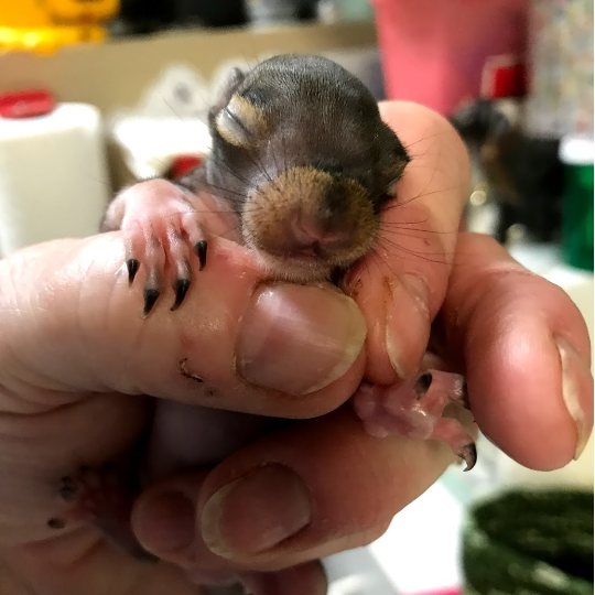 Baby Squirrel