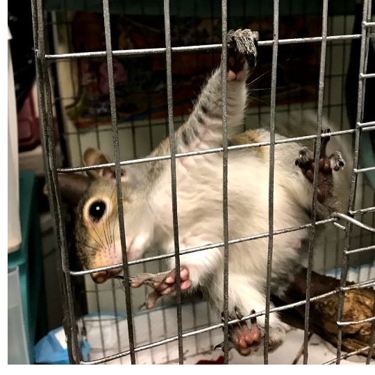 Squirrel in a Cage