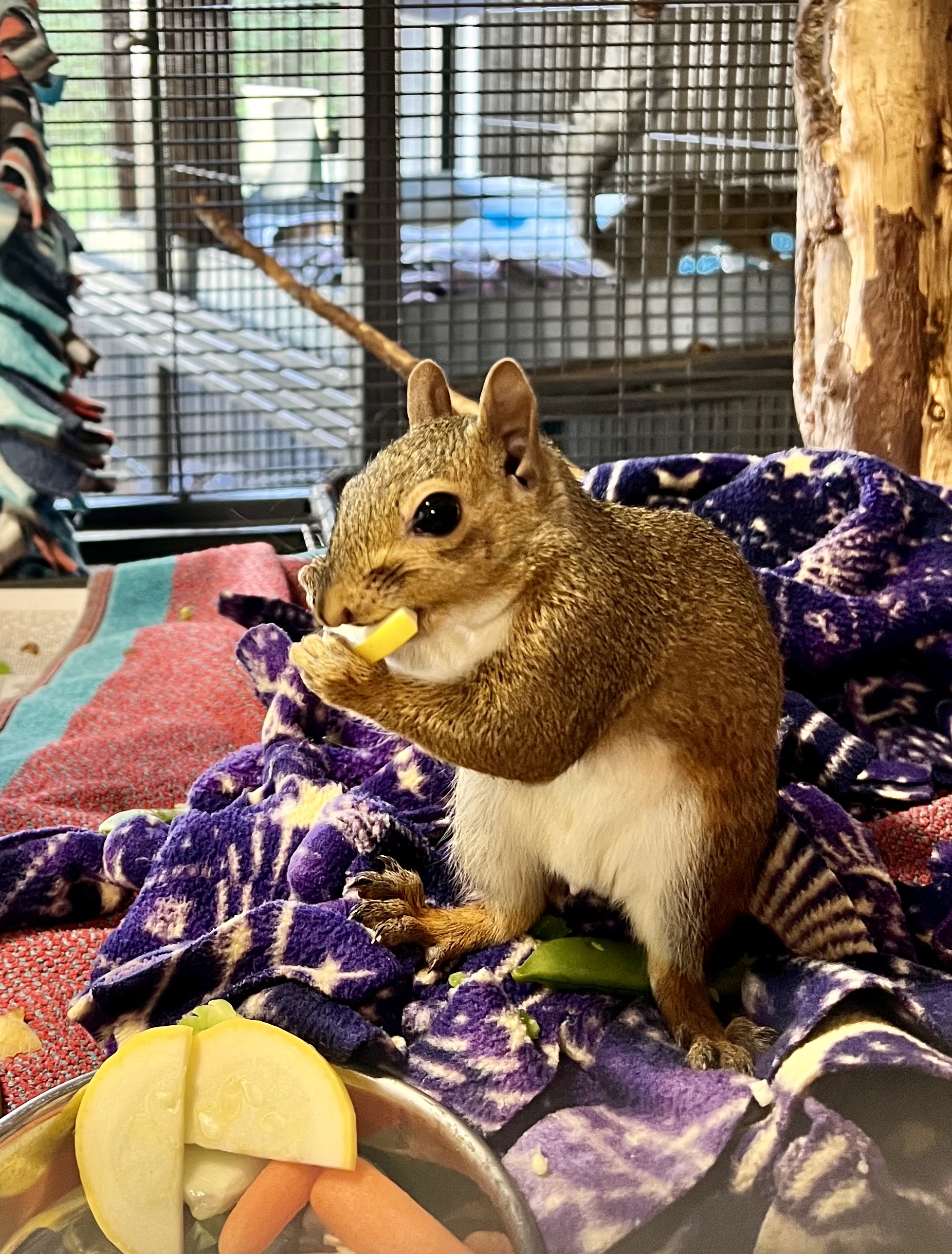 Squirrel with a Food Plate