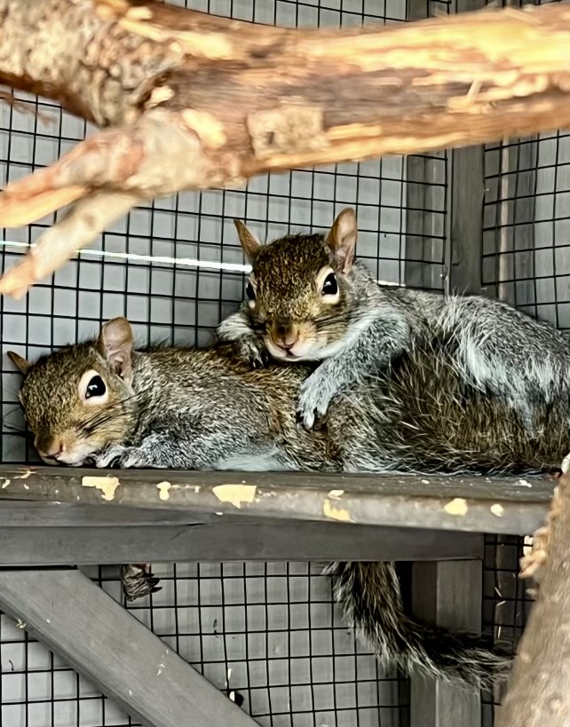 Squirrels in a Cage