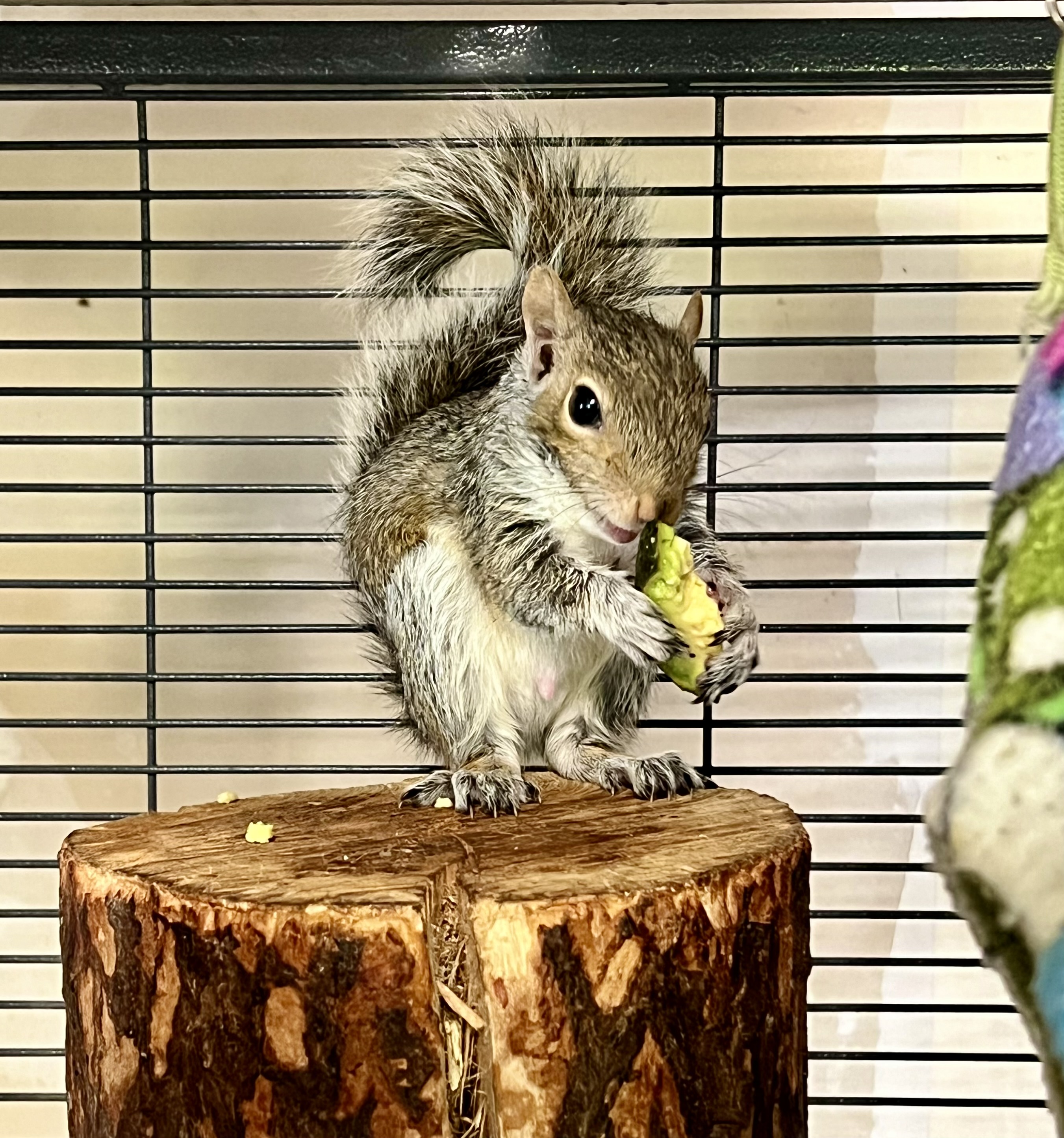Squirrel in a Cage