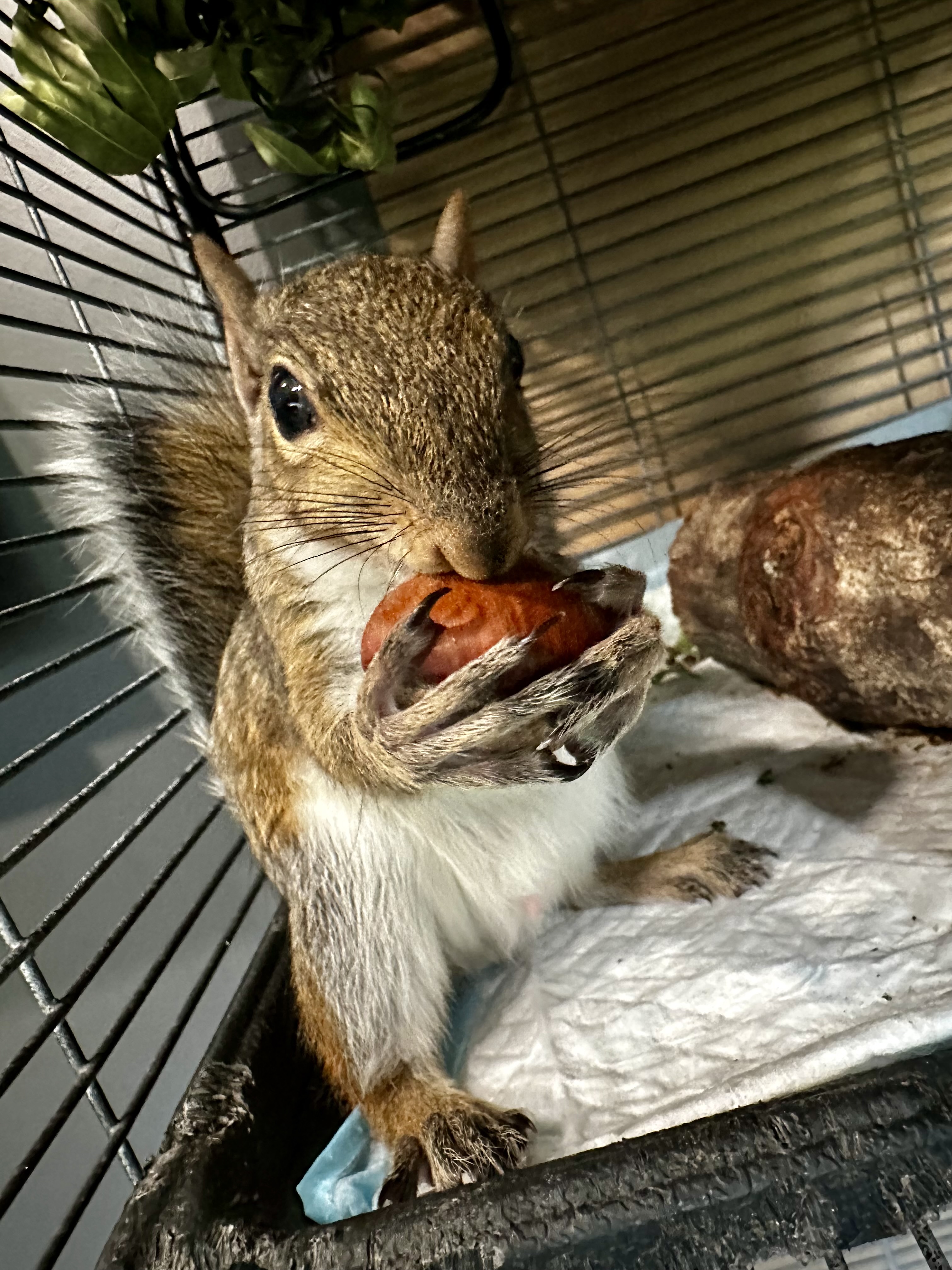 Squirrel Holding a Fruit