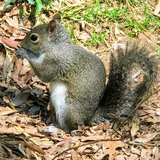 Squirrel Standing on a Ground